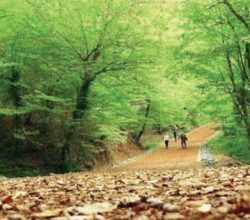 Belgrad Ormanı’nda Ağaçlara İşaret