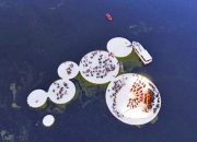 Yüzen Takımadalar: Archipelago di Ocno